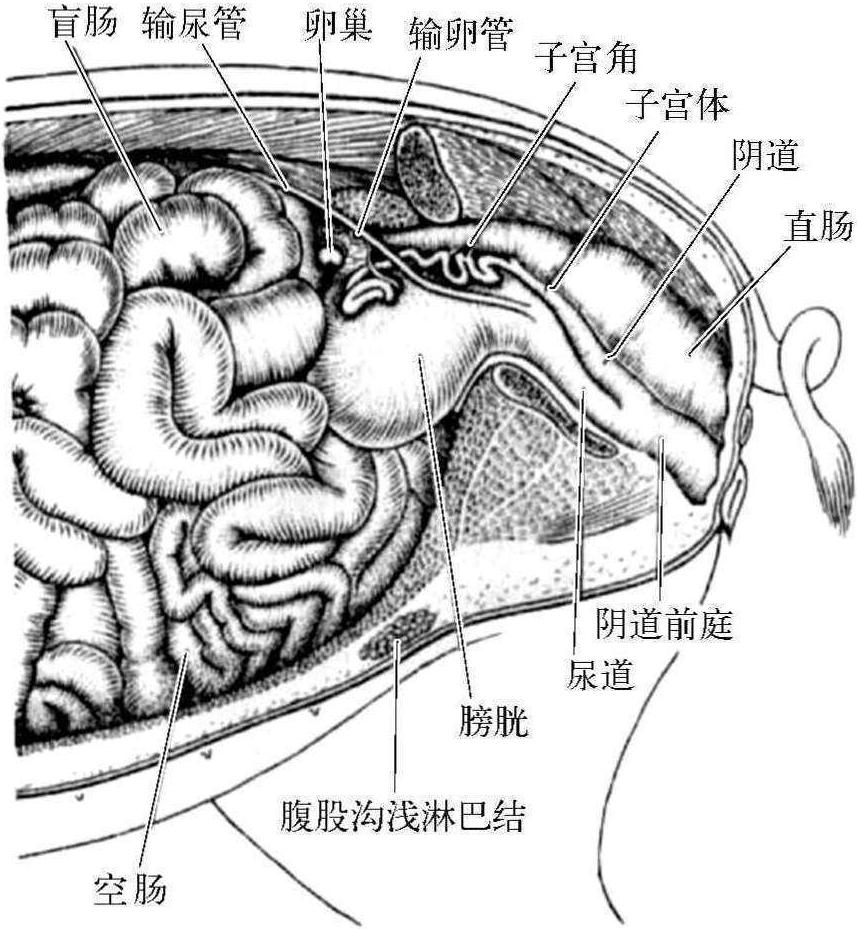 二、猪的解剖生理特征